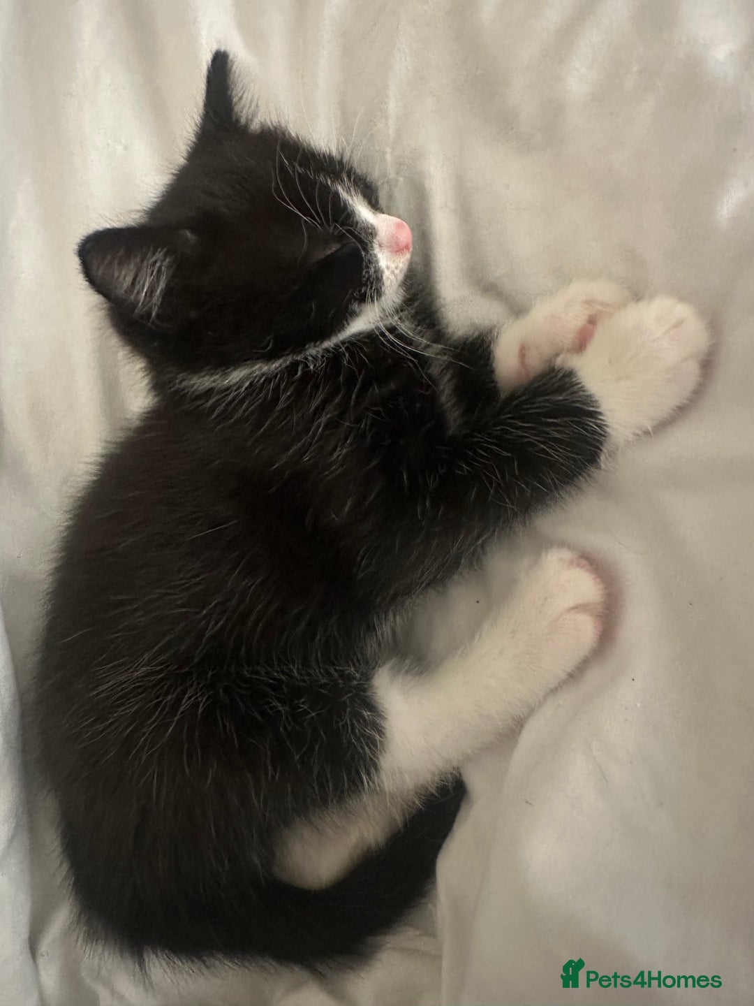Mixed Breed cats for sale: 7 week Female Tuxedo Kitten  - Advert 3