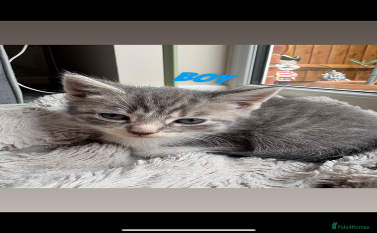 Mixed Breed cats - Advert 9