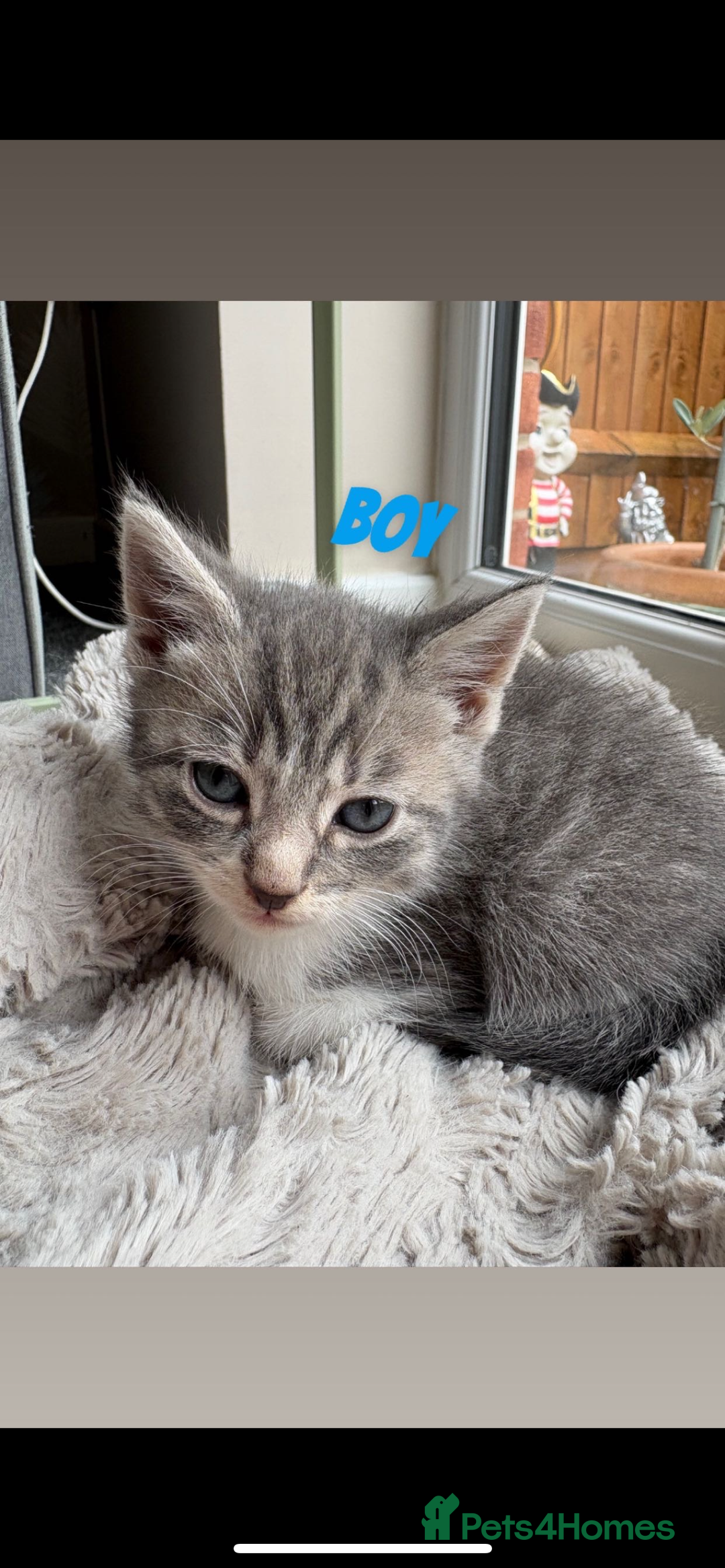 Mixed Breed cats for sale: 2 Tabby and 1 Grey Tabby and white kittens - Image 1