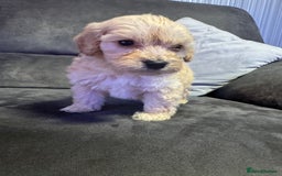 Cockapoo dogs for sale: Apricot Cockapoo Puppies  - Image 5