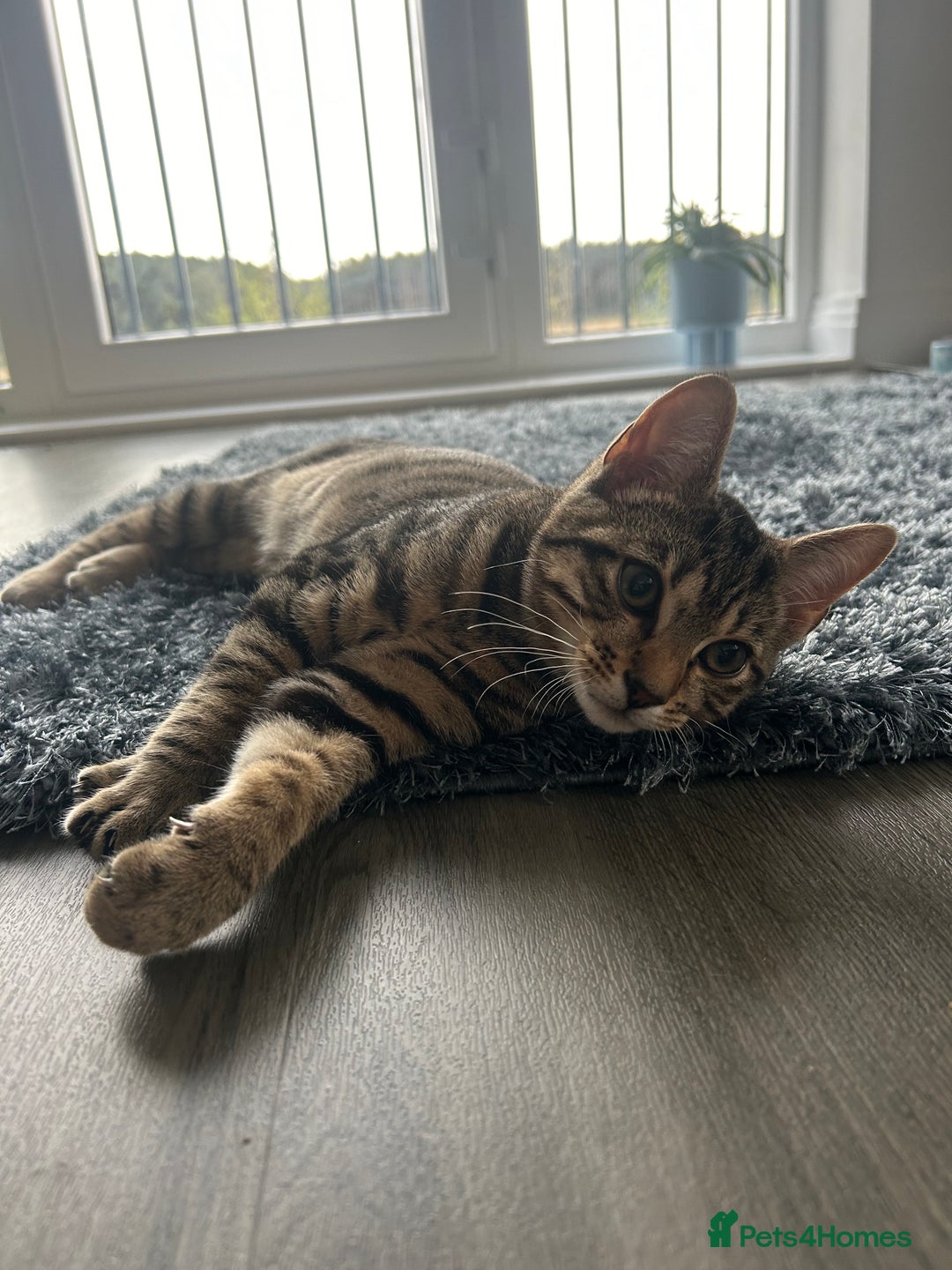 Mixed Breed cats for sale: 6 month old tabby kitten - Advert 1