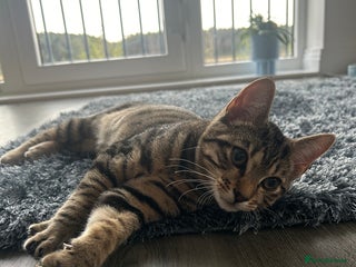 Mixed Breed cats 6 month old tabby kitten - Advert 1