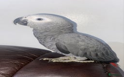 Parrots birds for sale: Semi tame and talking baby African greys for sale - Image 4
