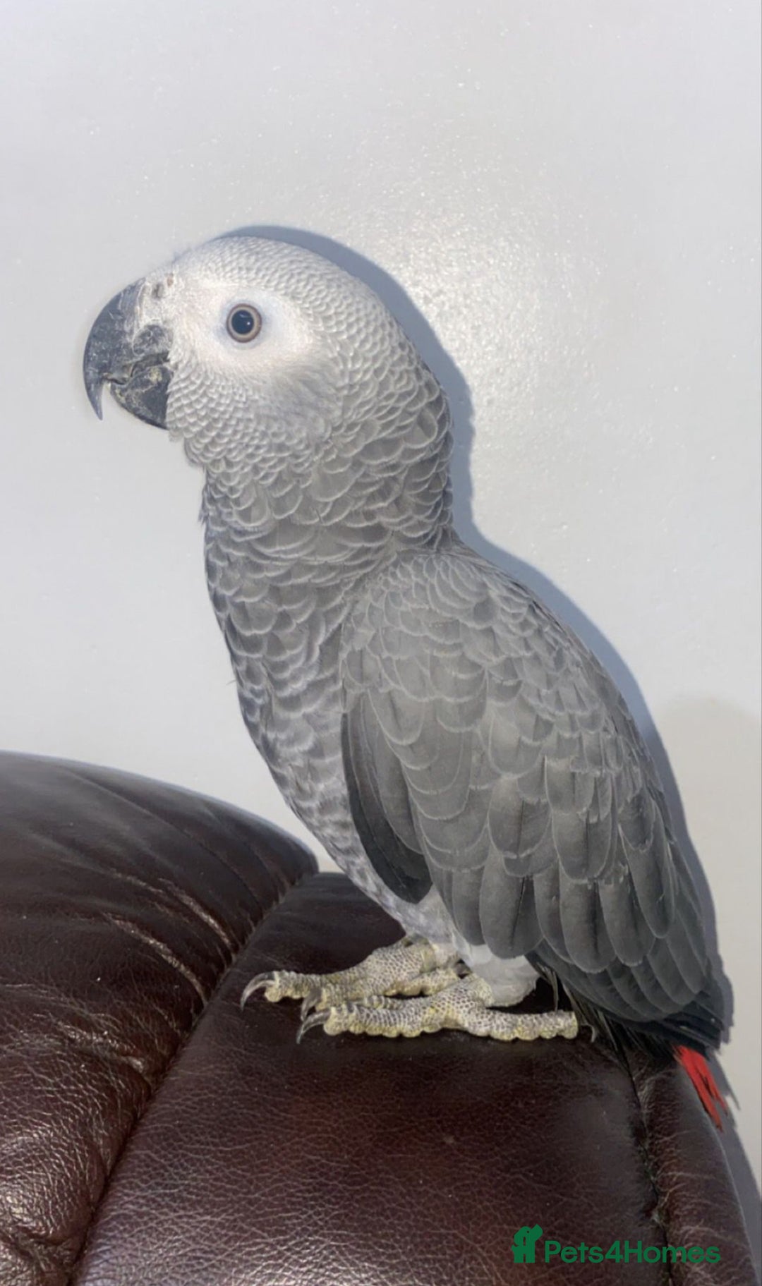 Parrots birds for sale: Semi tame and talking baby African greys for sale - Image 4