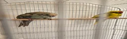 Parakeets birds for sale: kākāriki (New Zealand parakeets) in Nottingham - Advert 1