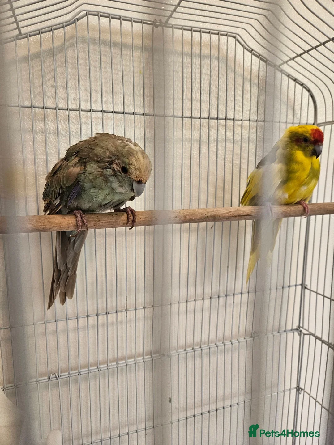 Parakeets birds for sale: kākāriki (New Zealand parakeets) in Nottingham - Advert 1