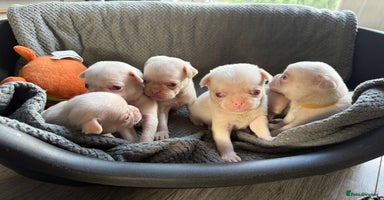 Pug dogs - Advert 5