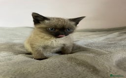 British Shorthair cats for sale: Four kittens ready to go (prices vary) - Image 17