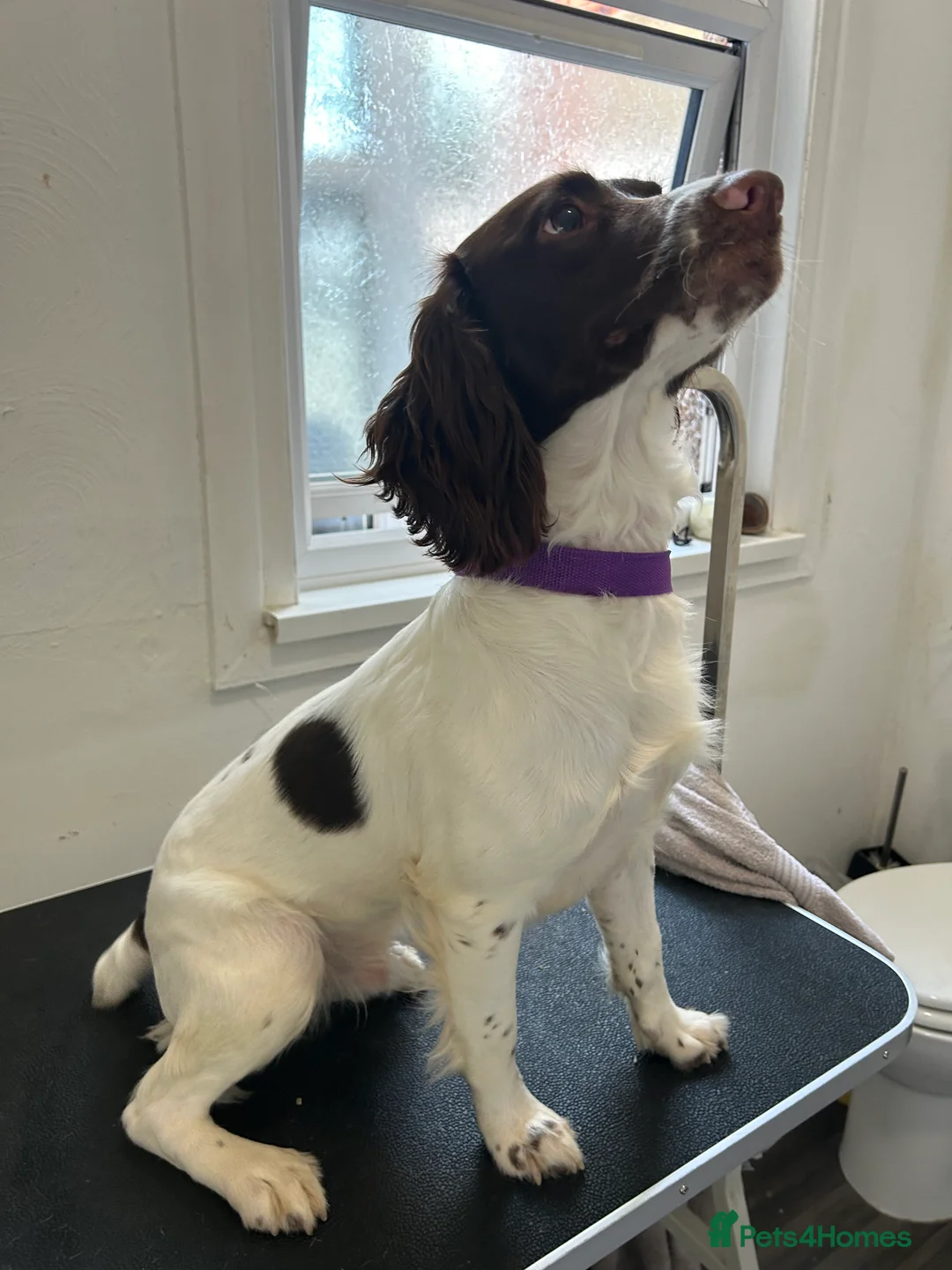 Mixed Breed dogs for sale: 7 gorgeous American Bulldog x Springer Spaniel - Advert 8