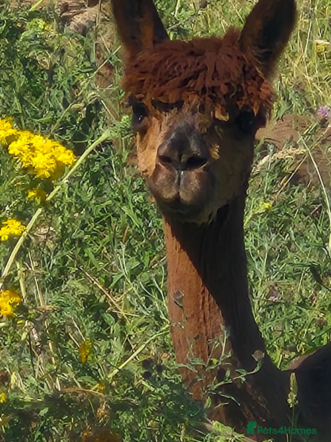 Alpaca livestock for sale: 4 castrated alpacas in Winsford - Advert 7