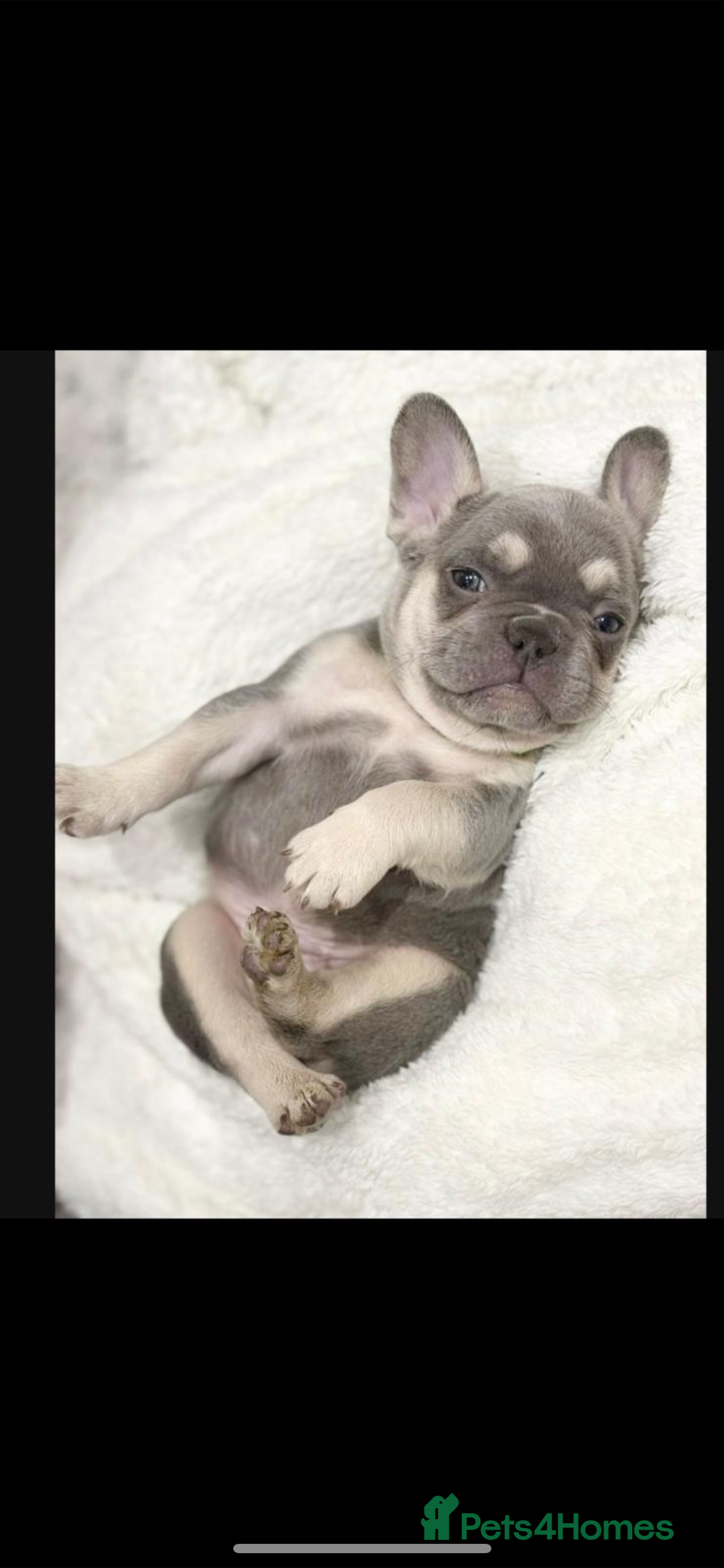French Bulldog dogs for sale: French bulldog puppies  - Image 28
