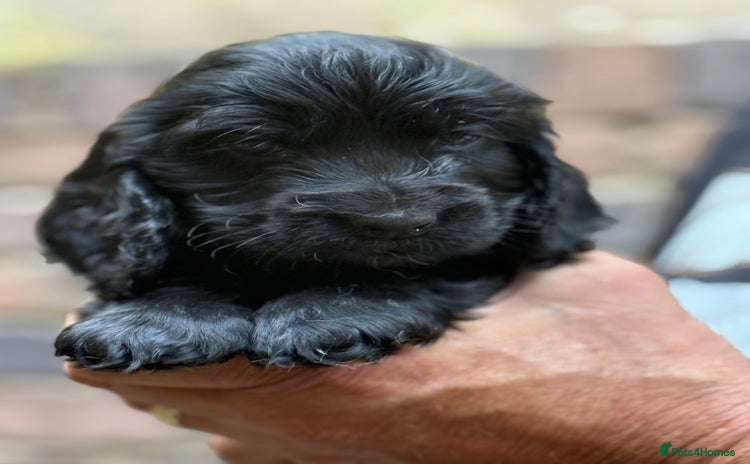 Cocker Spaniel dogs - Advert 4
