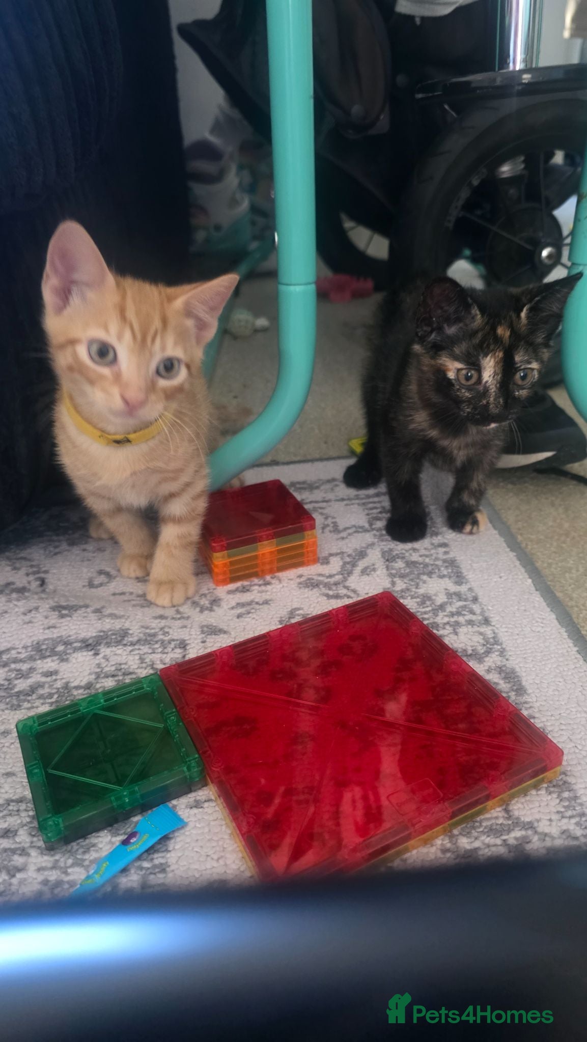 Mixed Breed cats KITTENS READY NOW  - Advert 3