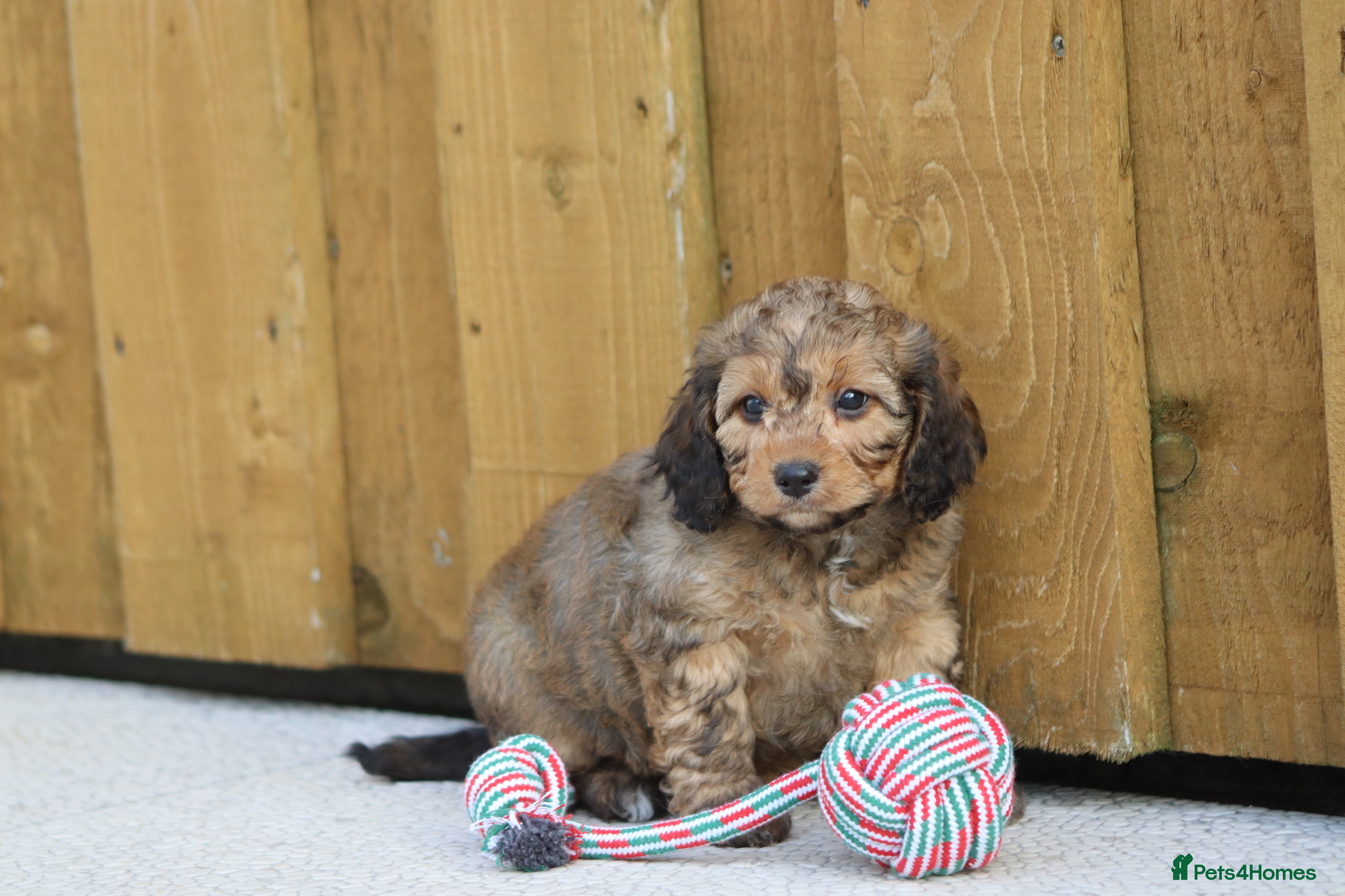 Cockapoo dogs Cockapoo puppies for sale!  - Advert 3