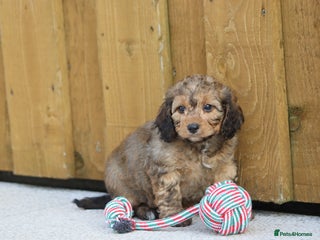Cockapoo dogs Cockapoo puppies for sale! - Advert 3