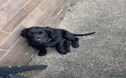 Mixed Breed dogs for sale: Sprockapoo Puppies in Bargoed - Image 10