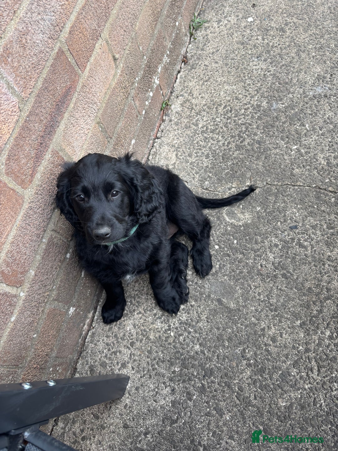 Mixed Breed dogs for sale: Sprockapoo Puppies in Bargoed - Image 10
