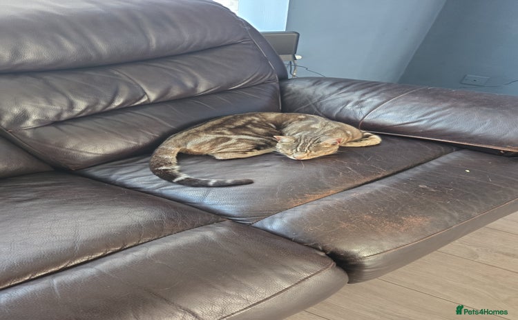Bengal cats - Advert 3