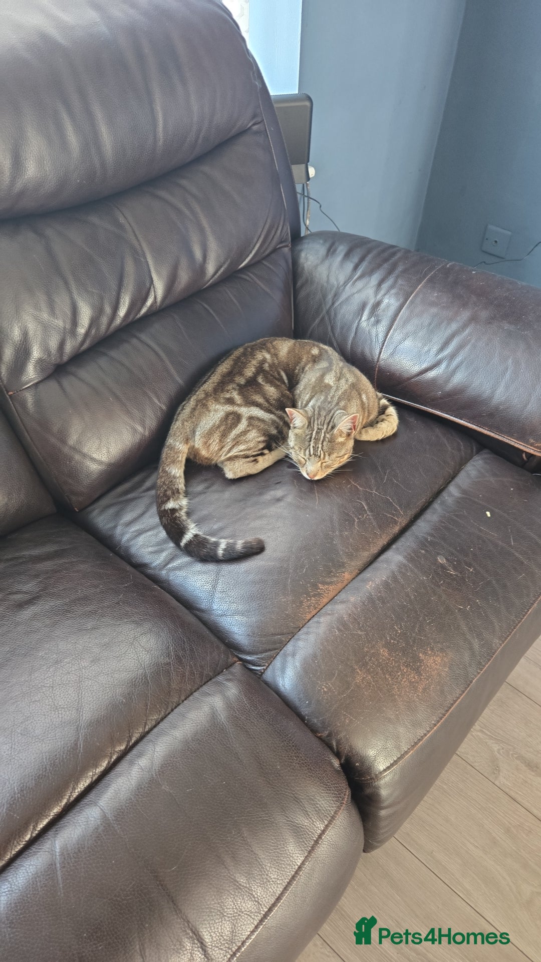 Bengal cats for sale: 1 year old bengal  - Image 1