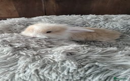 Mini Lop rabbits for sale: Beautiful Mini Lop Babies - 6 to choose from  - Image 25