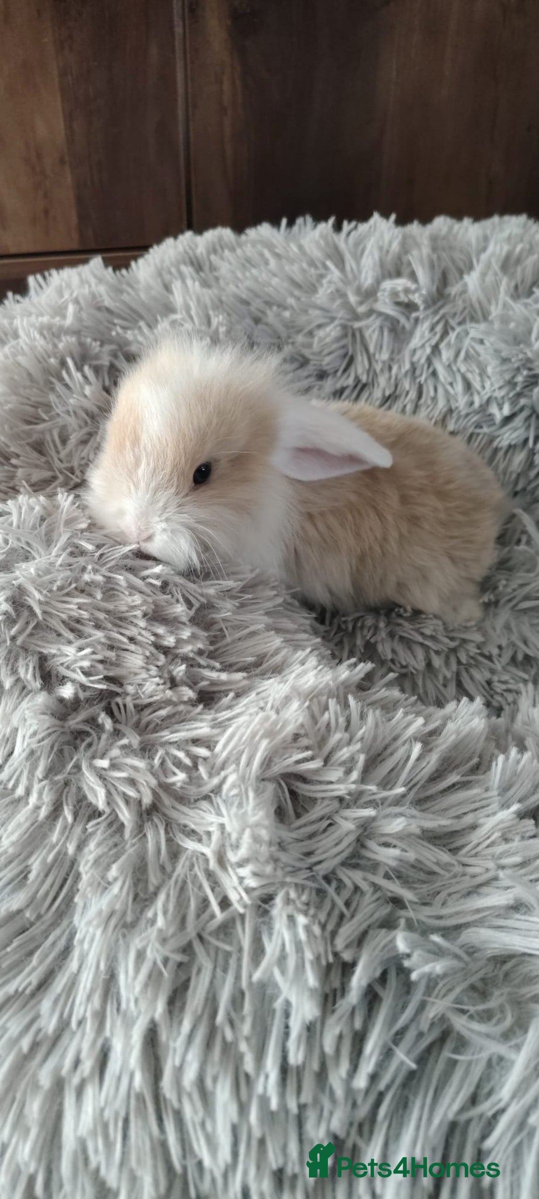 Mini Lop rabbits for sale: Beautiful Mini Lop Babies - 6 to choose from  - Image 25