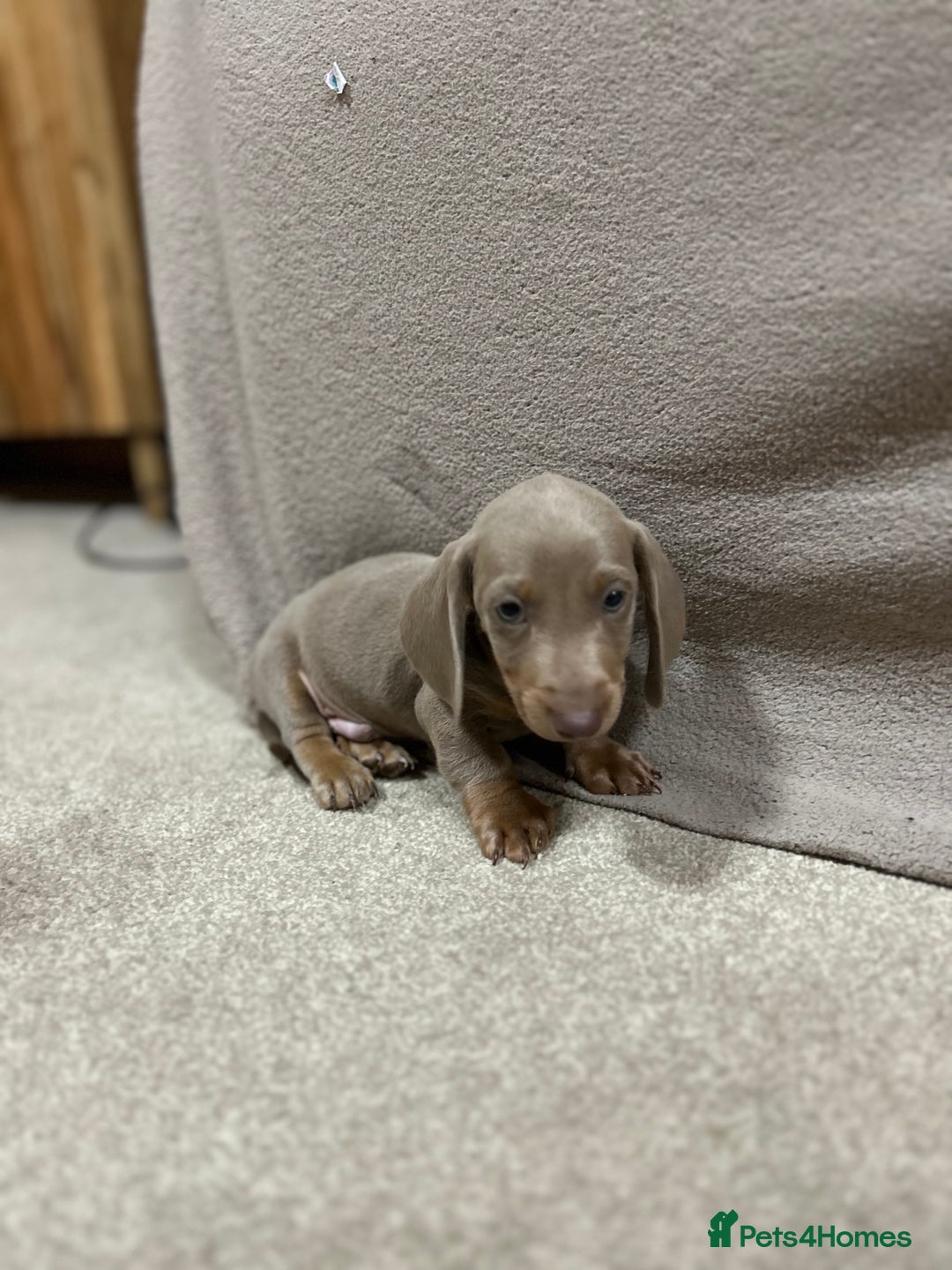 Miniature Dachshund dogs for sale: Stunning pure miniature dachshunds - Image 14