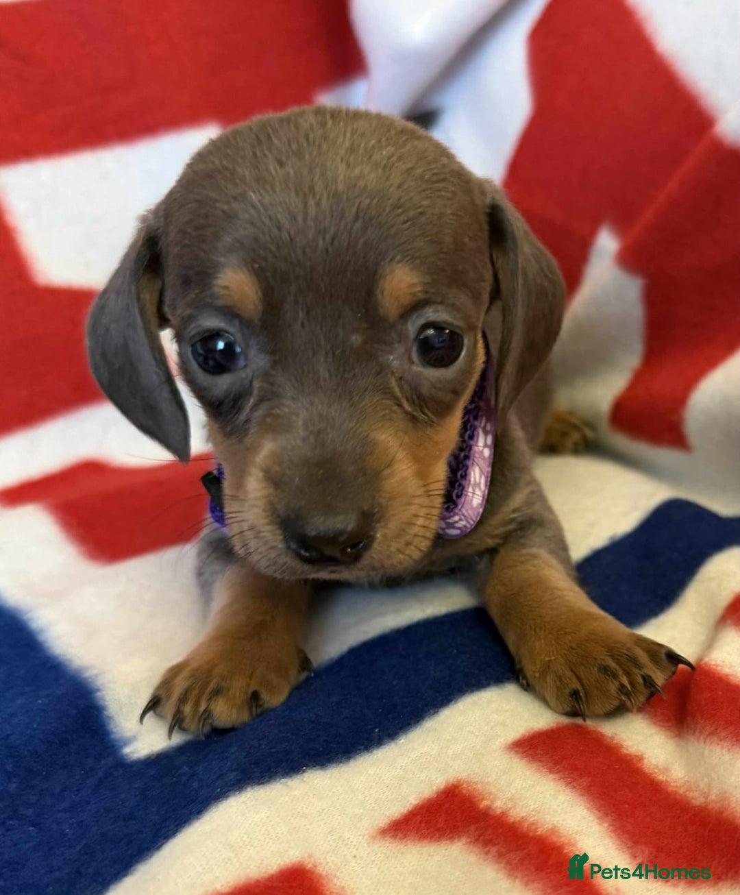 Dachshund dogs for sale: Beautiful Dachshund puppies - Advert 19