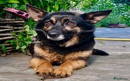 Bearded Collie dogs for adoption: Tiffany: The Dog Who Was Saved  - Image 1