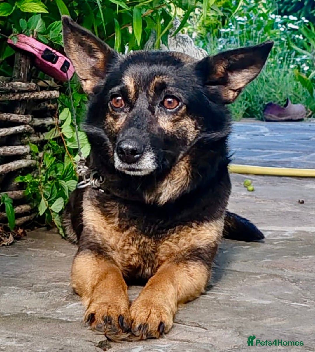Bearded Collie dogs for adoption: Tiffany: The Dog Who Was Saved  - Image 1