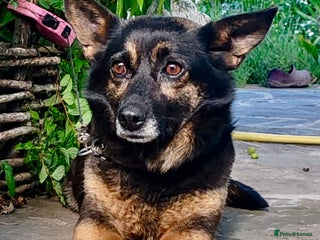 Bearded Collie dogs - Advert 22