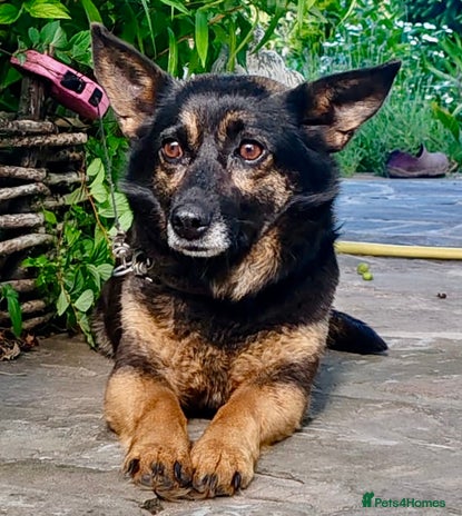 Bearded Collie dogs - Advert 1