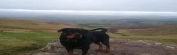Rottweiler dogs for sale: Rottweiler puppies  - Advert 18