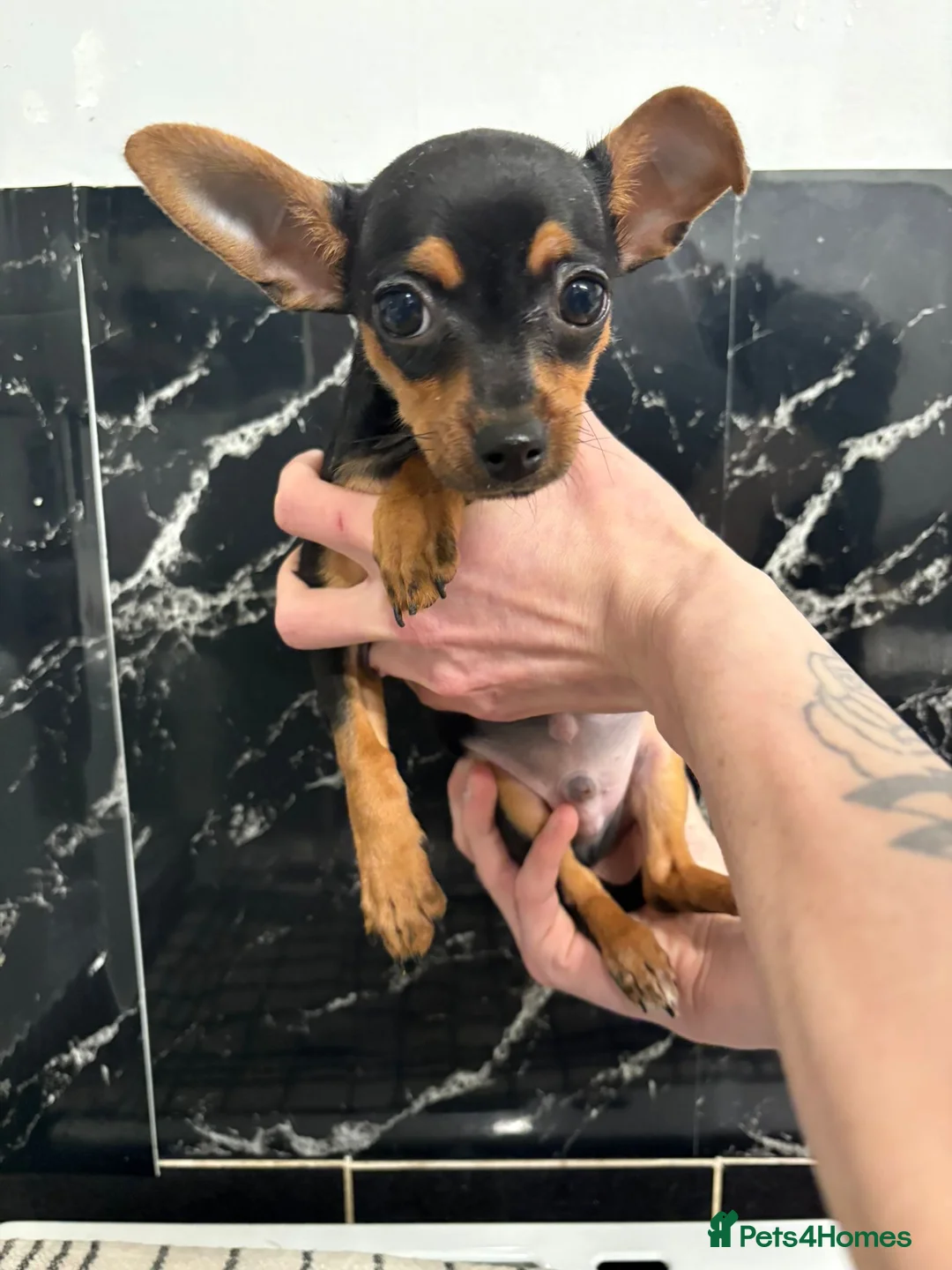 Chihuahua dogs for sale: 14 week old Black and Tan male chihuahua  - Advert 2