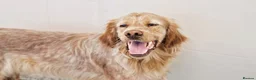 English Setter dogs for adoption: Canelo - Advert 6