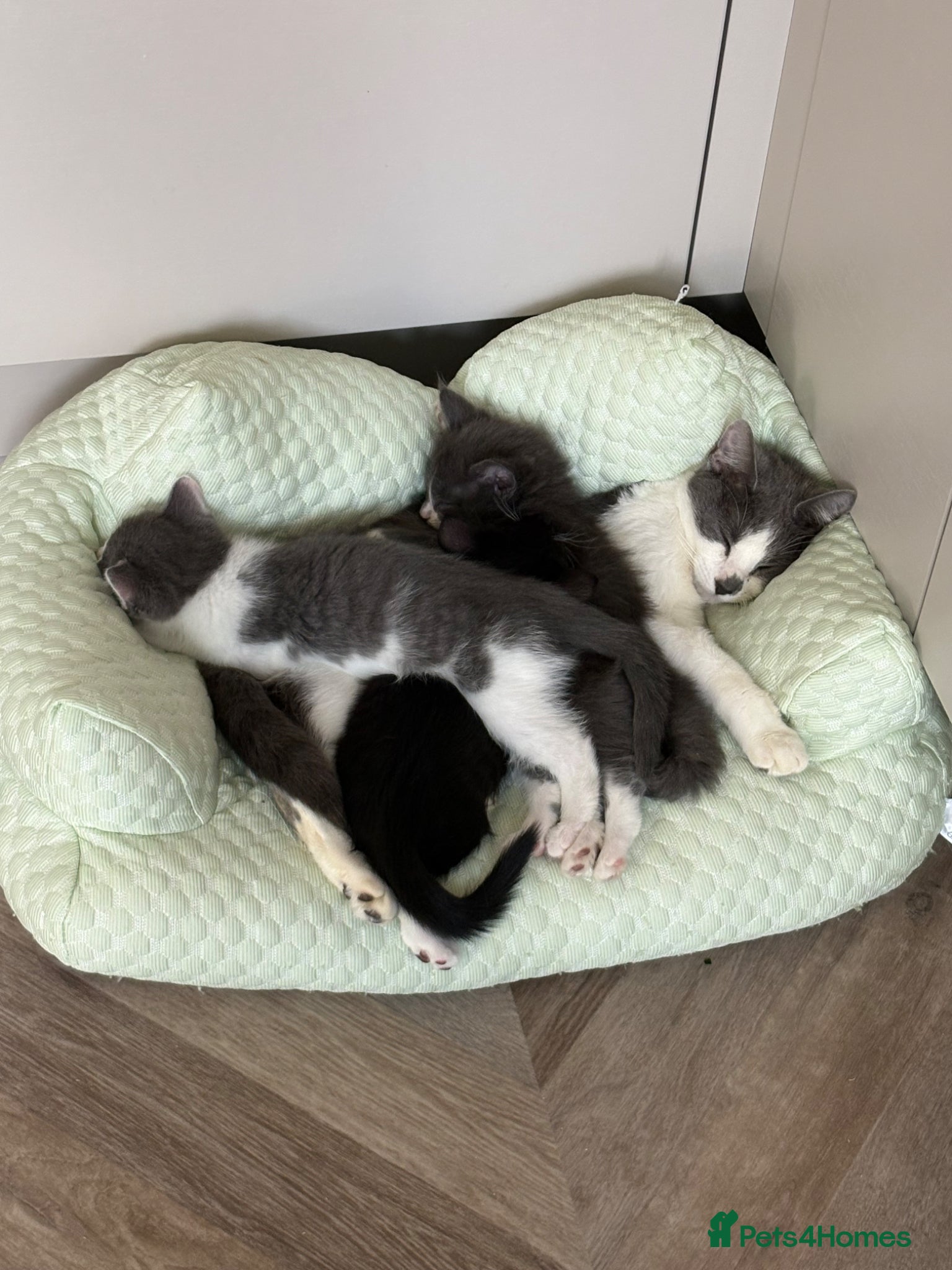 Mixed Breed cats Beautiful kittens for sale  - Advert 14