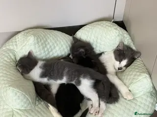 Mixed Breed cats Beautiful kittens for sale - Advert 11