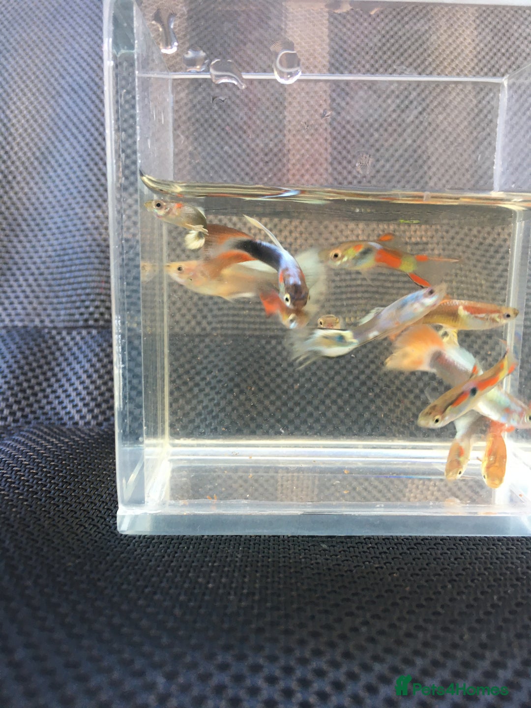 Live Bearers fish for sale: Blue grass /platinum white / panda/ koi guppies  - Image 4