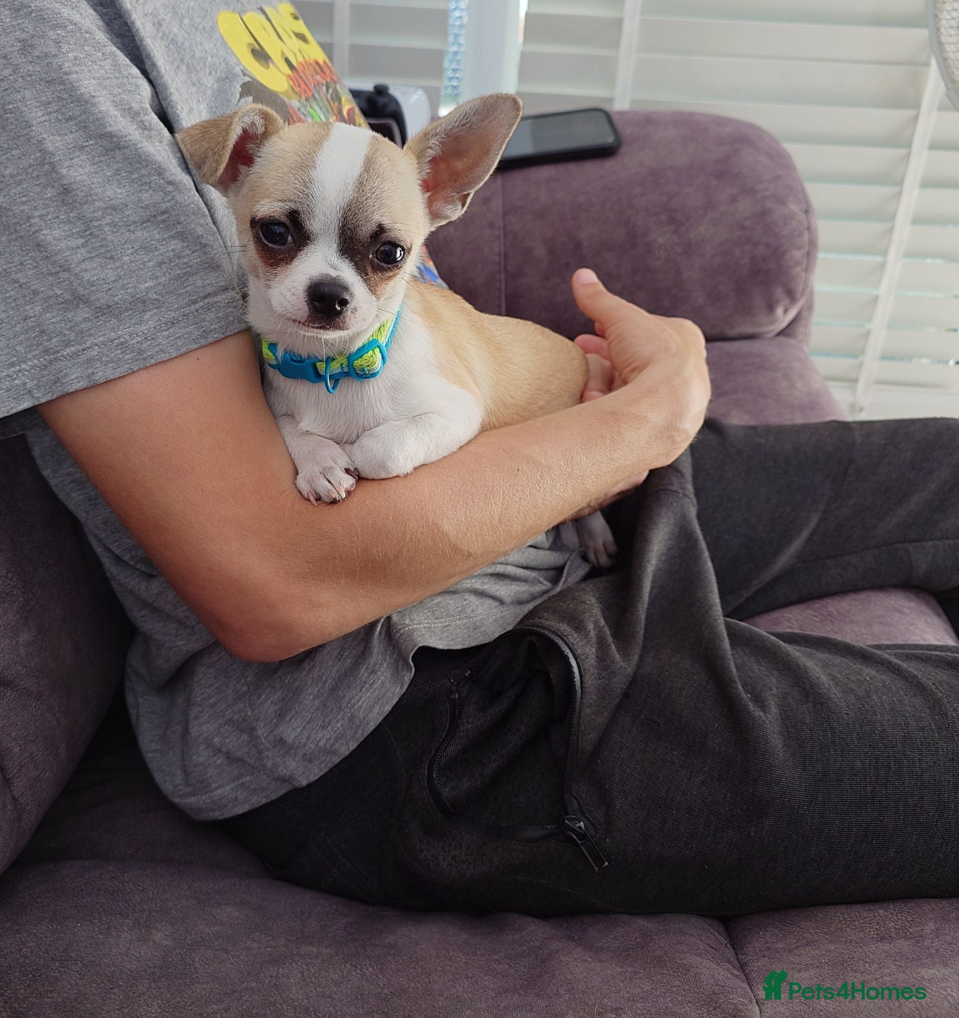Chihuahua dogs Apple head chihuahua boy 17w  - Advert 10