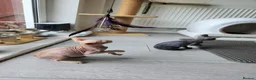 Sphynx cats for sale: Have 3 beautiful Canadian Sphynx - Advert 14