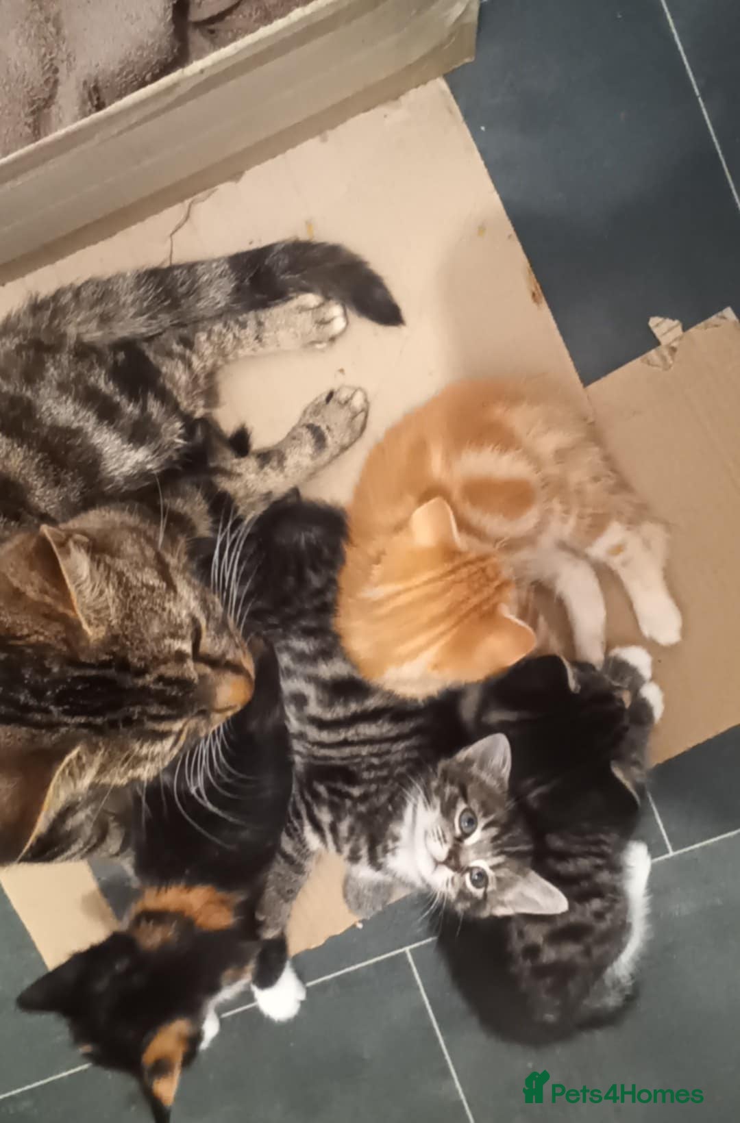 Mixed Breed cats for sale: 4 kittens looking for a forever home  - Advert 2
