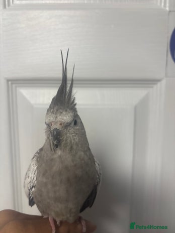 Cockatiels birds in Northolt - Advert 6