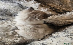 Ragdoll cats for sale: 4 Ragdoll Boys  - Image 13