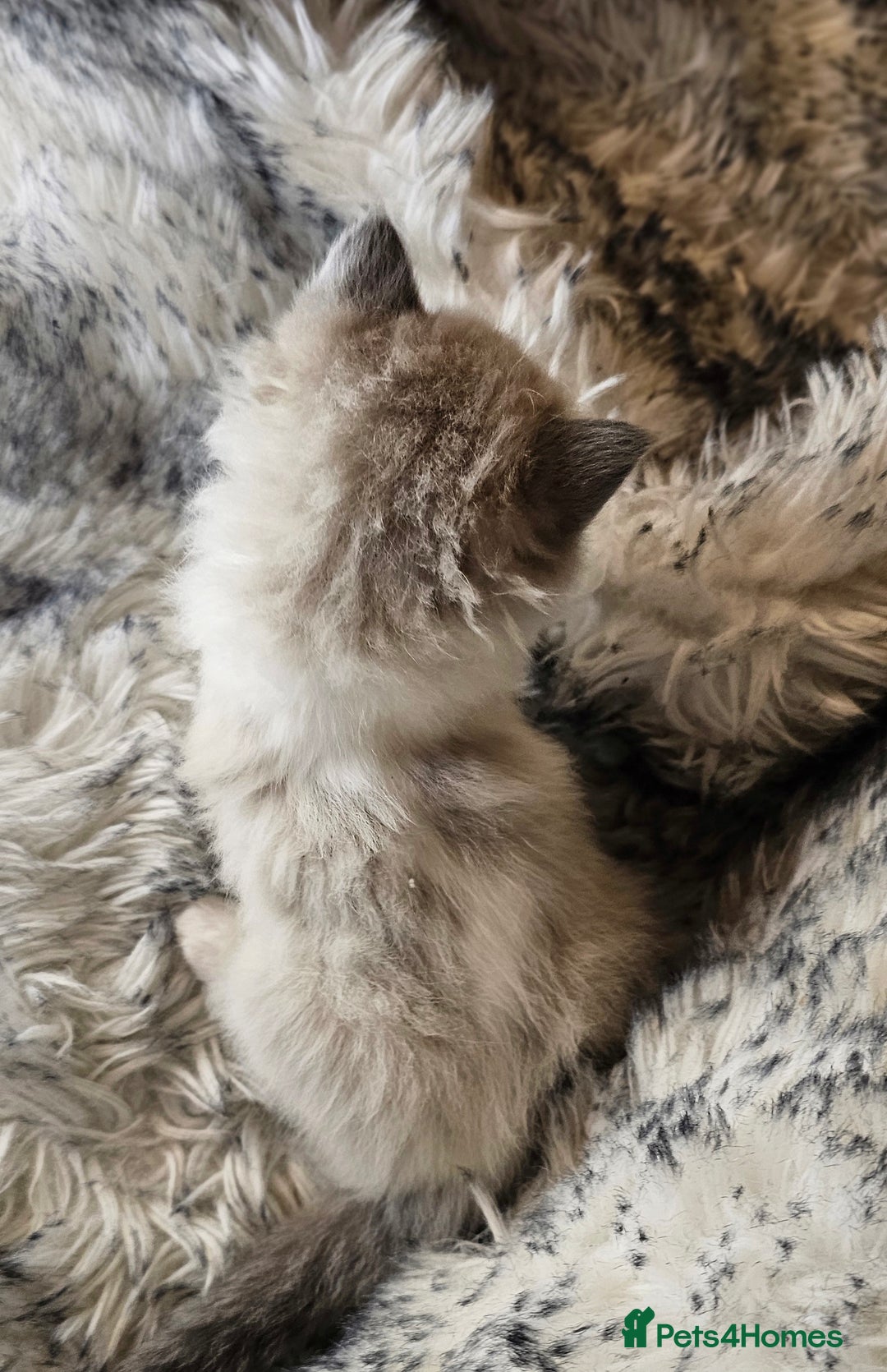 Ragdoll cats for sale: 4 Ragdoll Boys  - Image 13