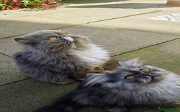 Persian cats for sale: Pure long hair Persian boys - Image 3