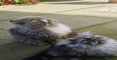 Persian cats - Advert 5