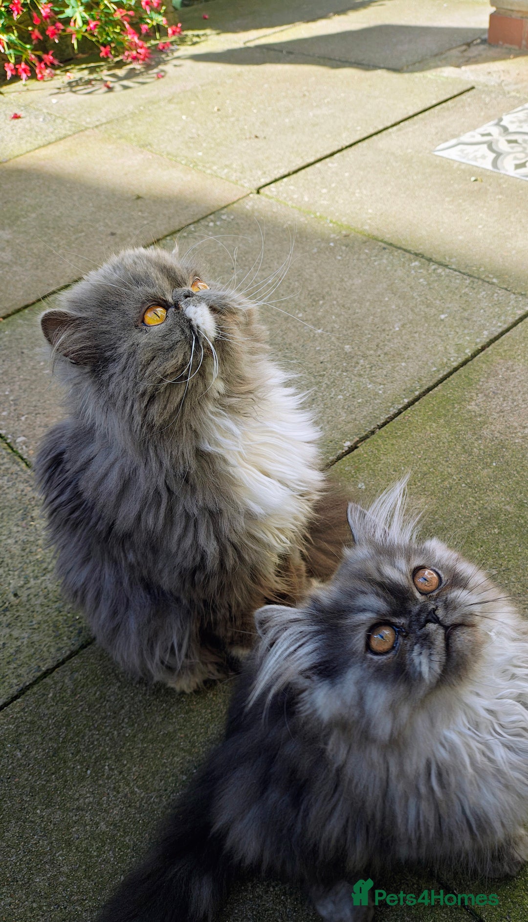 Persian cats for sale: Pure long hair Persian boys - Image 3