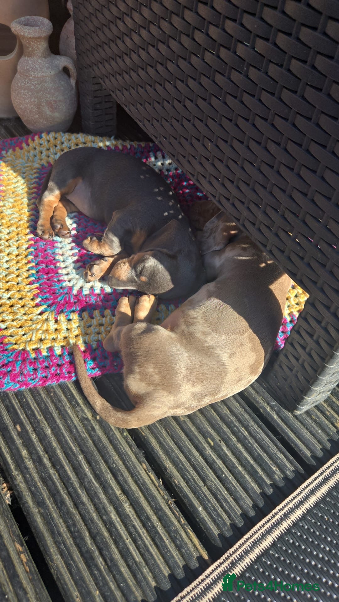 Miniature Dachshund dogs for stud: Kc Miniature chocolate daschund for stud  - Advert 6