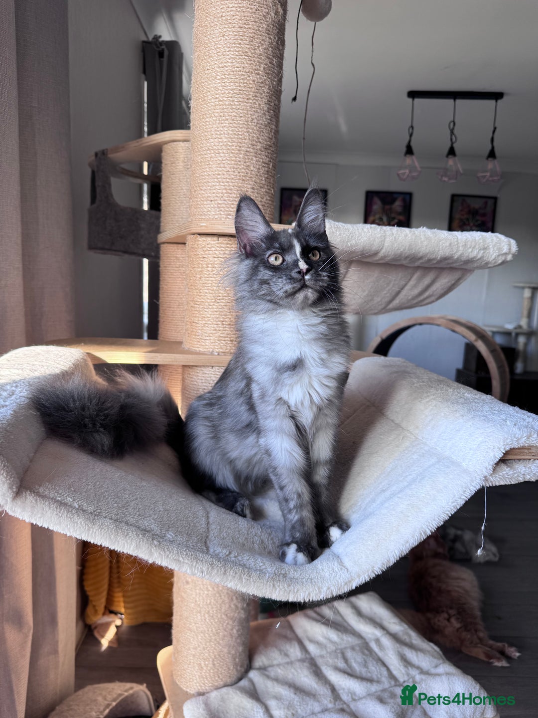 Maine Coon cats for sale: 🌟🌟 The last unique girl🩷 Maine Coon  🌟🌟 - Advert 4