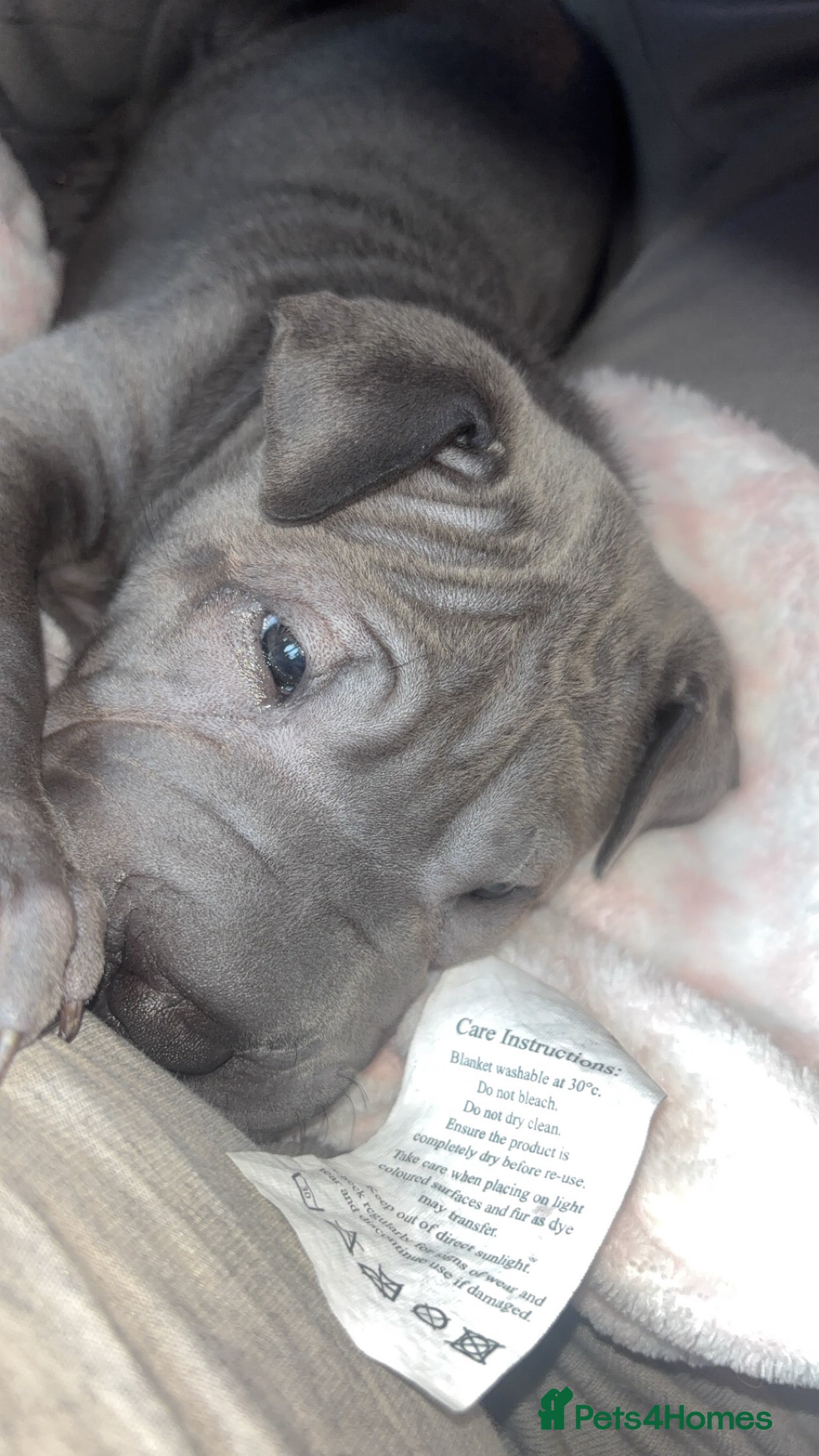 Shar Pei dogs Blue Shar pei girl - Advert 18