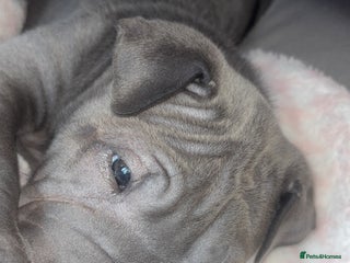 Shar Pei dogs Blue Shar pei girl - Advert 1